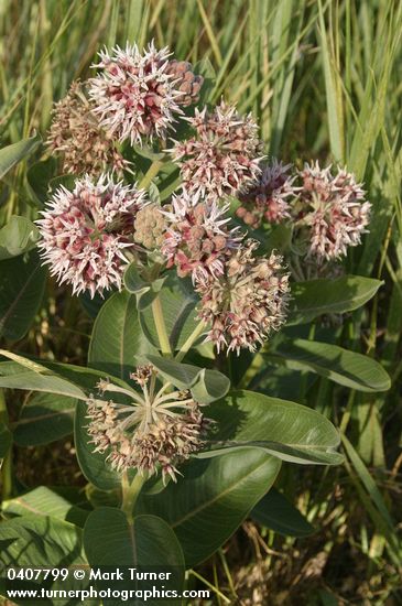 Showy Milkweed
