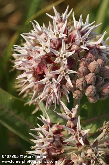 Showy Milkweed blossoms detail