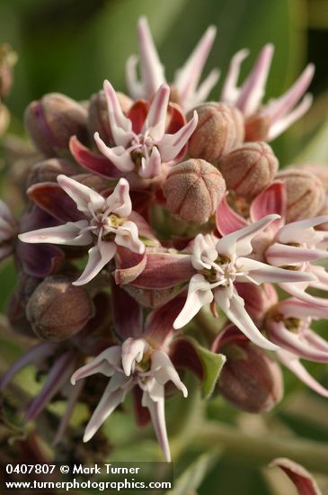 Showy Milkweed blossoms extreme detail