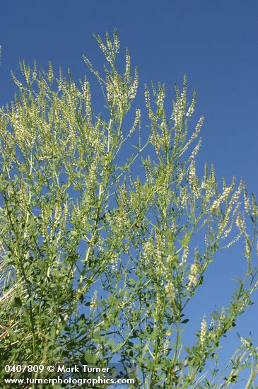 White Sweet Clover against blue sky