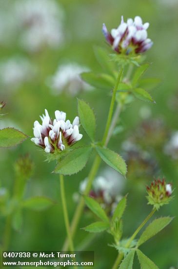 Few-flowered Clover blossoms & foliage