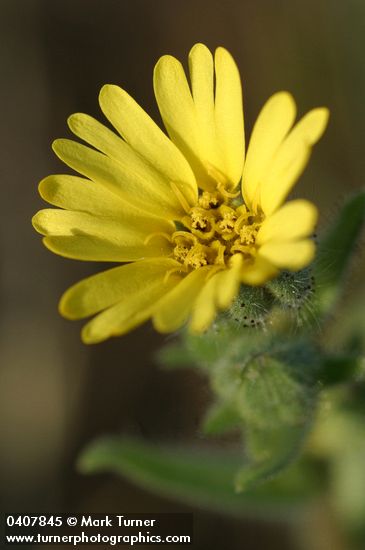 Rabbit Leaf blossom detail