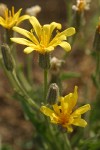 Western Hawksbeard blossoms