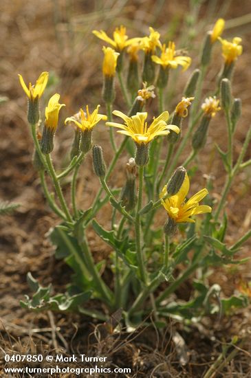 Western Hawksbeard