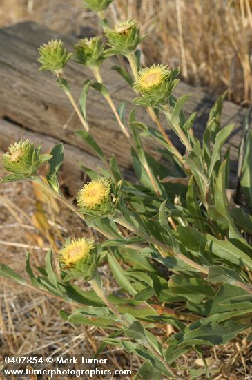Rayless Goldenweed