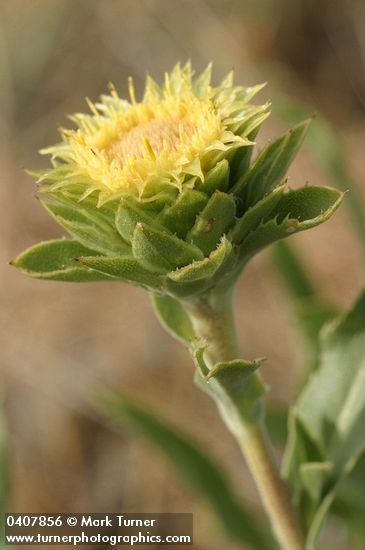 Rayless Goldenweed blossom detail
