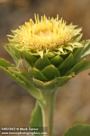 Rayless Goldenweed blossom detail