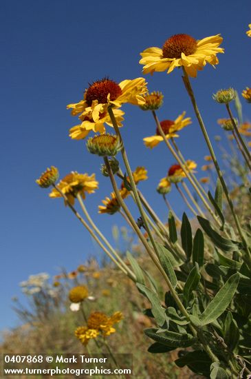 Blanket Flower against blue sky