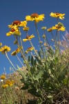 Blanket Flower against blue sky