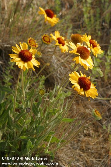 Blanket Flower