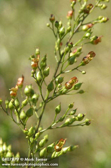 Mad-dog Skullcap blossoms