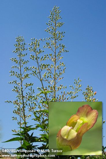 Mad-dog Skullcap against blue sky