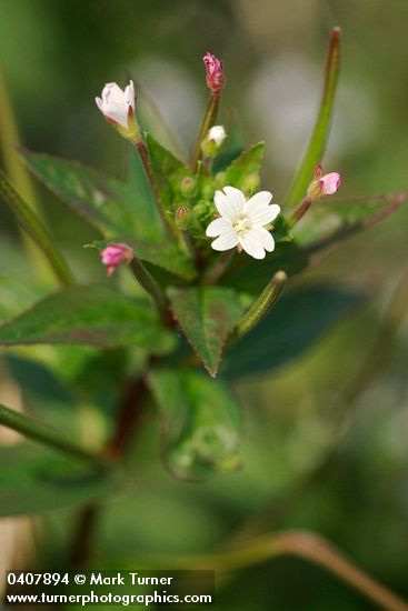 Common Willow Herb blossom & foliage detail