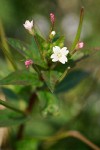 Common Willow Herb blossom & foliage detail