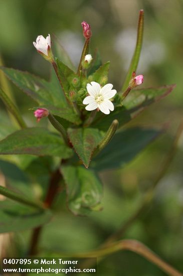 Common Willow Herb blossom & foliage detail
