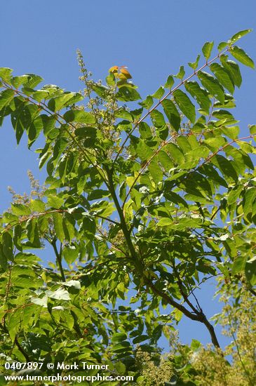 Western Sumac against blue sky