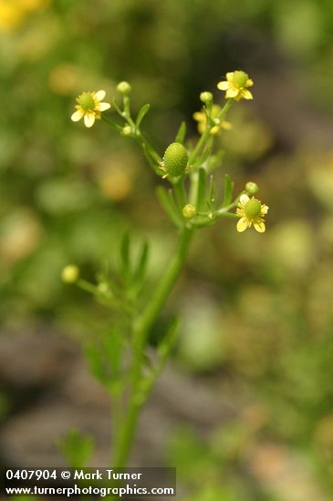 Celery-leaf Buttercup