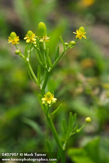 Celery-leaf Buttercup