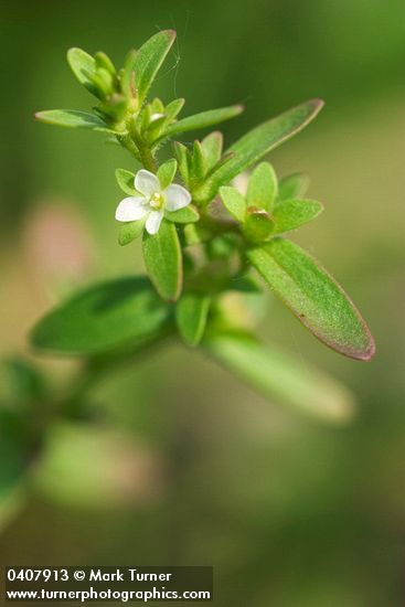Purslane Speedwell