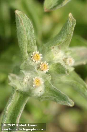 Lowland Cudweed blossoms & foliage detail