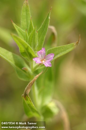Smooth Spike-Primrose blossom & foliage