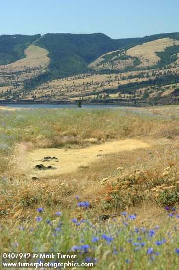 Rowena Plateau above Columbia R w/ dry vernal pool