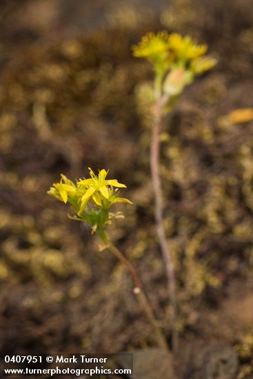 Leiberg's Sedum