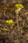 Leiberg's Sedum