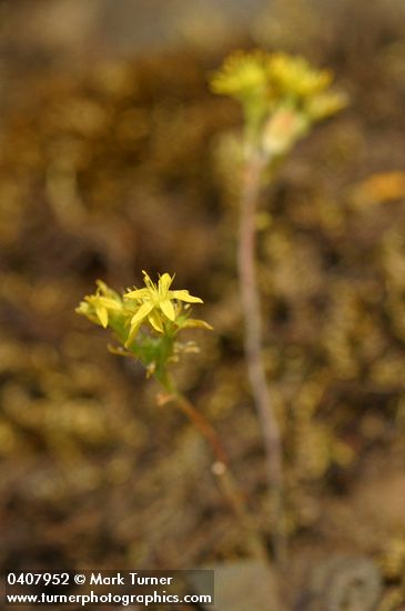 Leiberg's Sedum