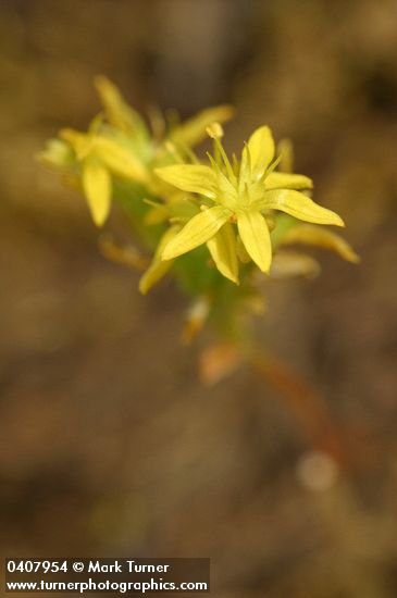 Leiberg's Sedum blossoms