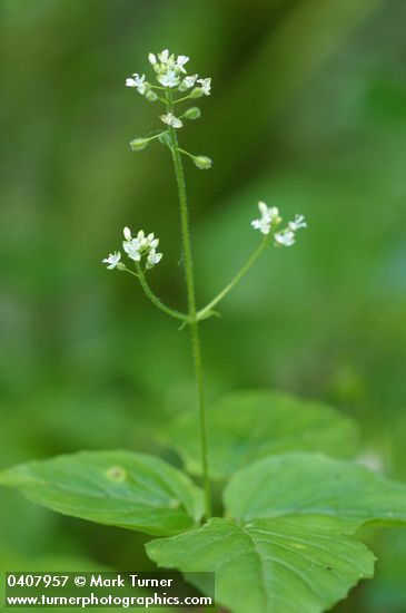 Enchanter's Nightshade