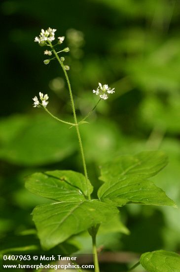 Enchanter's Nightshade