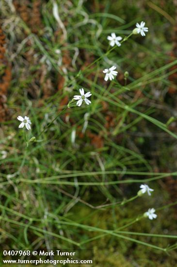 Douglas's Catchfly