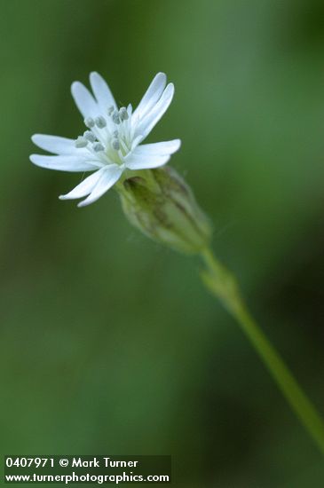 Douglas's Catchfly blossom detail