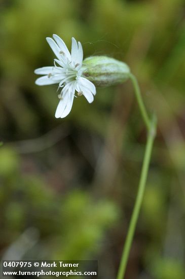 Douglas's Catchfly blossom detail