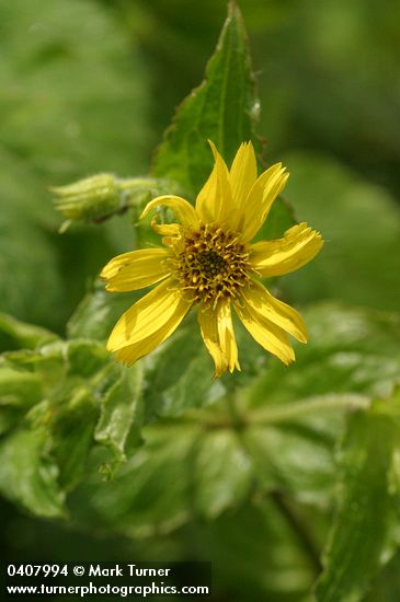 Clasping Arnica blossom & foliage