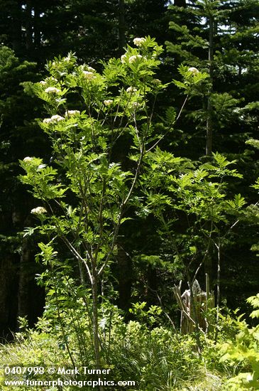 Cascade Mountain-ash