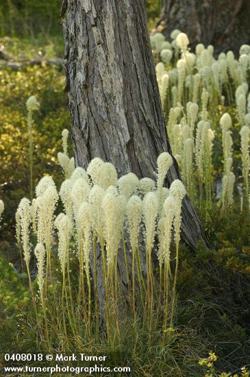 Bear Grass