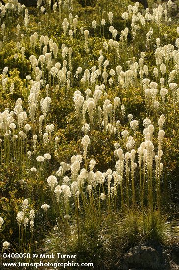 Bear Grass, backlit