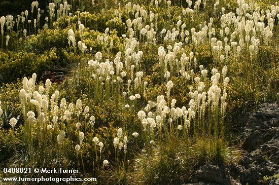 Bear Grass, backlit