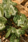 Marbled Wild Ginger