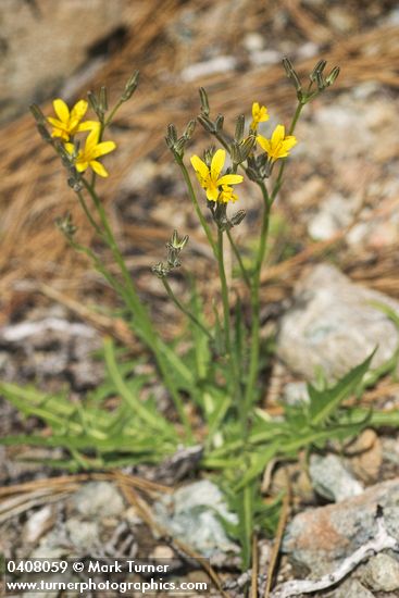 Nakedstem Hawksbeard
