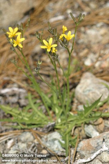 Nakedstem Hawksbeard