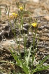 Nakedstem Hawksbeard