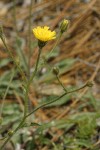 Scouler's Hawkweed blossom