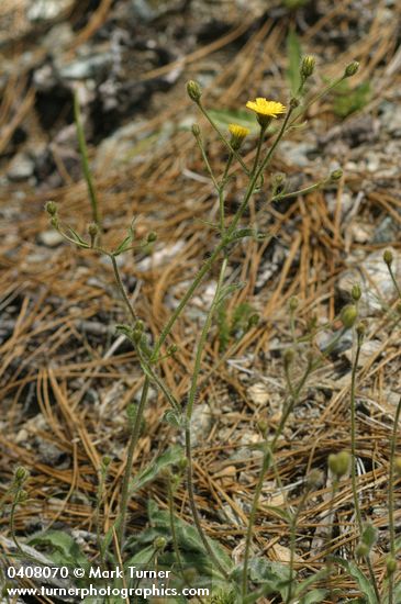Scouler's Hawkweed