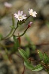 Threadstem Fireweed blossoms & foliage detail