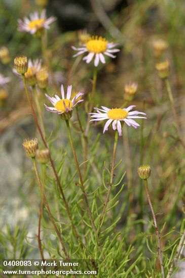 Thread-leaf Fleabane