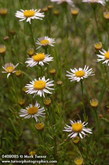 Thread-leaf Fleabane