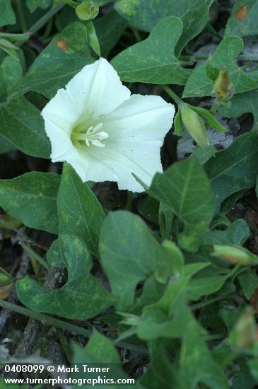Western Morning Glory